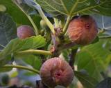 Confiture de figues du jardin, aux fruits secs étape de la recette 1 photo