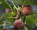 Une image de l'étape 1 de Confiture de figues du jardin, aux fruits secs.
