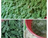 Foto langkah ke 2 dari resep Tape ketan Daun katuk / Tapai lakatan hijau khas Banjarmasin.