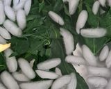 Foto del paso 3 de la receta: Chayitas