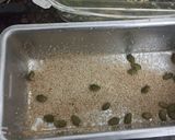 A picture of step 8 of Pumpkin and Carrot wheat Bread.