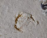 A picture of step 3 of Idli Sambhar Chutney.