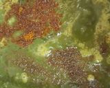 A picture of step 12 of Special Sindhi 'Saai Bhaji' / 'Veg Spinach with dal'.