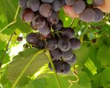 A picture of step 1 of Homemade 100% Grape Juice.