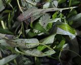 Foto langkah ke 1 dari resep Tumis Kangkung Sat Set.