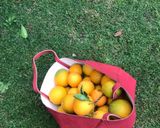Foto del paso 7 de la receta: Naranjitas confitadas