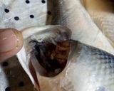 Foto langkah ke 1 dari resep Cara misahin daging dg duri ikan bandeng.