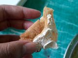 23. TAHU WALIK