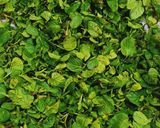 A picture of step 2 of Homegrown Fresh Mint Ki Spicy Chutney 🌶️🌿🌶️🌿🌶️.
