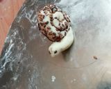 عکس مرحله 1 از دستور 🐌پیراشکی حلزون 🐌(مخصوص بچه های خلاق) 😁❤️