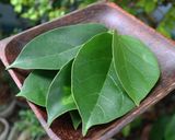 Foto langkah ke 1 dari resep Cincau Hijau (dari Daun Cincau Perdu).