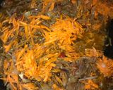 A picture of step 4 of Simple and quick chicken onion sauce.