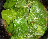 A picture of step 4 of ONE POT RICE WITH SPINACH MEAL.