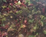 Foto del paso 3 de la receta: Revuelto de Hojas de Remolacha