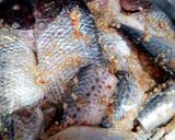 صورة لخطوة 3 من وصفة يا سمك يا موحة 🐬🐙🐬🐬🐙🐬🐙🐬🐙