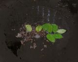 A picture of step 5 of Baby Podi Idlis.