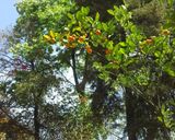 Foto del paso 4 de la receta: Kumquats en almíbar