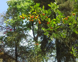 Foto del paso 4 de la receta: Kumquats en almíbar
