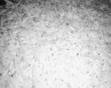 Mexican Briyani recipe step 1 photo