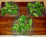 A picture of step 15 of Mike's Oven Dried Herbs.