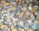 Foto langkah ke 1 dari resep 38. Sambal kerang pedas.