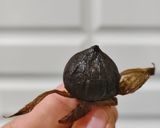 Foto langkah ke 8 dari resep Black Garlic.