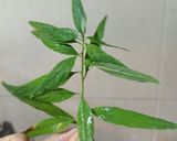 Foto del paso 1 de la receta: Mojito de cedrón