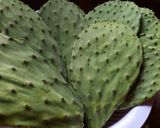 Foto del paso 2 de la receta: Nopales en escabeche