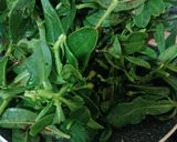 Foto langkah ke 3 dari resep Tumis Daun Ginseng.