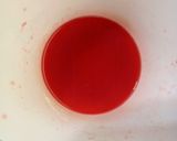 Foto del paso 7 de la receta: Postre Helado de Frutillas