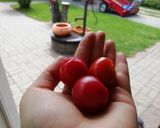 VEGÁN paprikás krumpli recept fázis 4 fotója