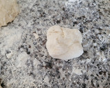 Foto del paso 2 de la receta: Panets o bollitos de pan muy fáciles de preparar