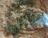 A picture of step 7 of Tomato Upma.