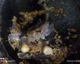 Foto langkah ke 2 dari resep Tahu telur puyuh kecap.