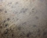 A picture of step 3 of Kalay chanay ka pulao.