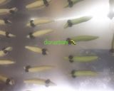 Foto langkah ke 4 dari resep Catepillar Cookies/Kukis Ulet Keket🐛.