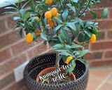 A picture of step 3 of 🍊🥞 Kumquat Marmalade 🥞🍊.