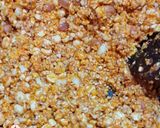 A picture of step 3 of Roasted gram dry chutney - Paryushan Special & Jain.
