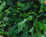 Foto langkah ke 1 dari resep Chaya Tumis daun pepaya Jepang.