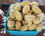 Foto del paso 1 de la receta: Mermelada de tumbo o curuba