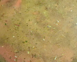 Foto del paso 5 de la receta: Arroz con hígados de conejo