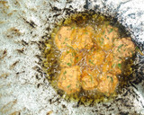 கருப்பு கொண்டை கடலை கீரை வடை (black chenna gram with Spinach vada Recipe in Tamil) ரெசிபி ஸ்டேப் 4 புகைப்படம்