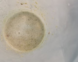 Foto del paso 11 de la receta: Calamar relleno de sus tentáculos, aletas y Cigala