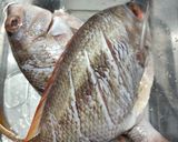Foto langkah ke 1 dari resep Ikan Kakap Merah Masak Steam.