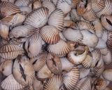 Foto langkah ke 1 dari resep Sop kerang dara.