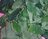 Foto langkah ke 2 dari resep Keripik daun katuk.
