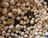 મસાલા મખાના(Masala makhana recipe in Gujarati) રેસીપી સ્ટેપ3ફોટો