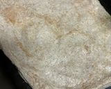 Foto del paso 2 de la receta: Coca de espárragos trigueros, mozzarella trufada y pistacho