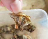 A picture of step 1 of Aninikad / Seasnail Garlic Butter Stirfry.