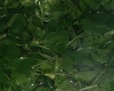 A picture of step 1 of Methi Aloo.